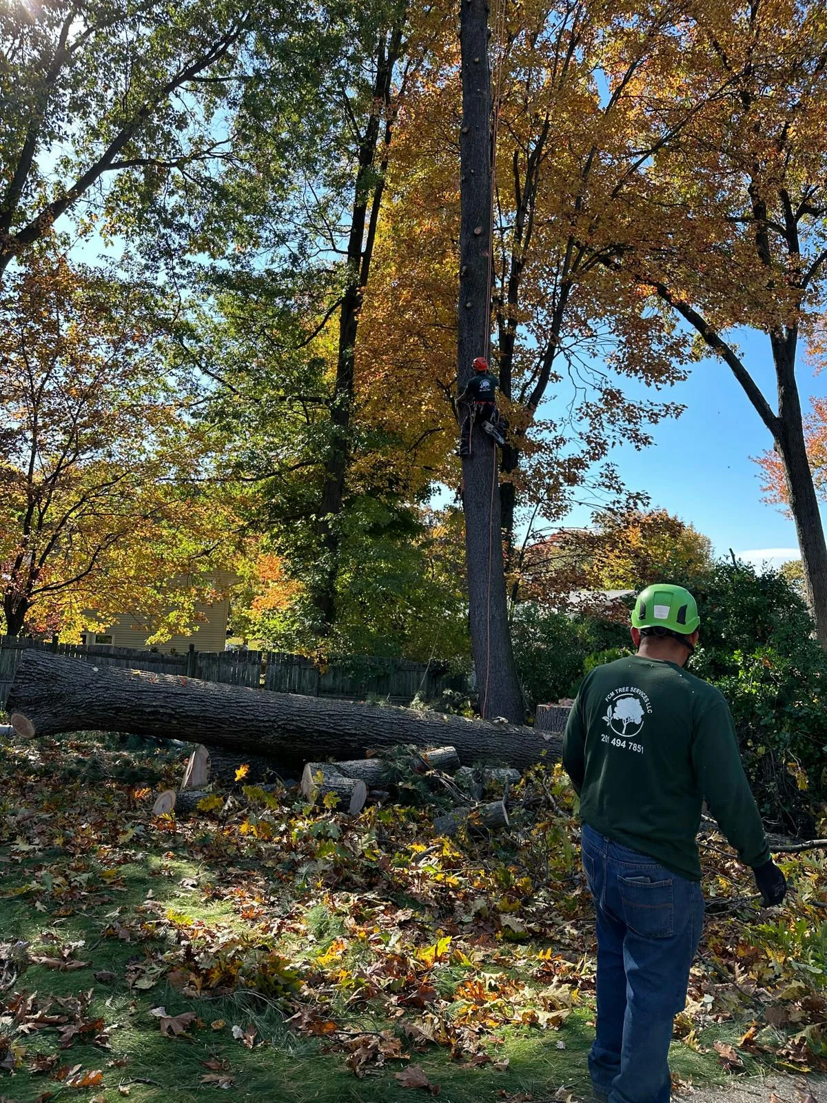Tree Removal Project