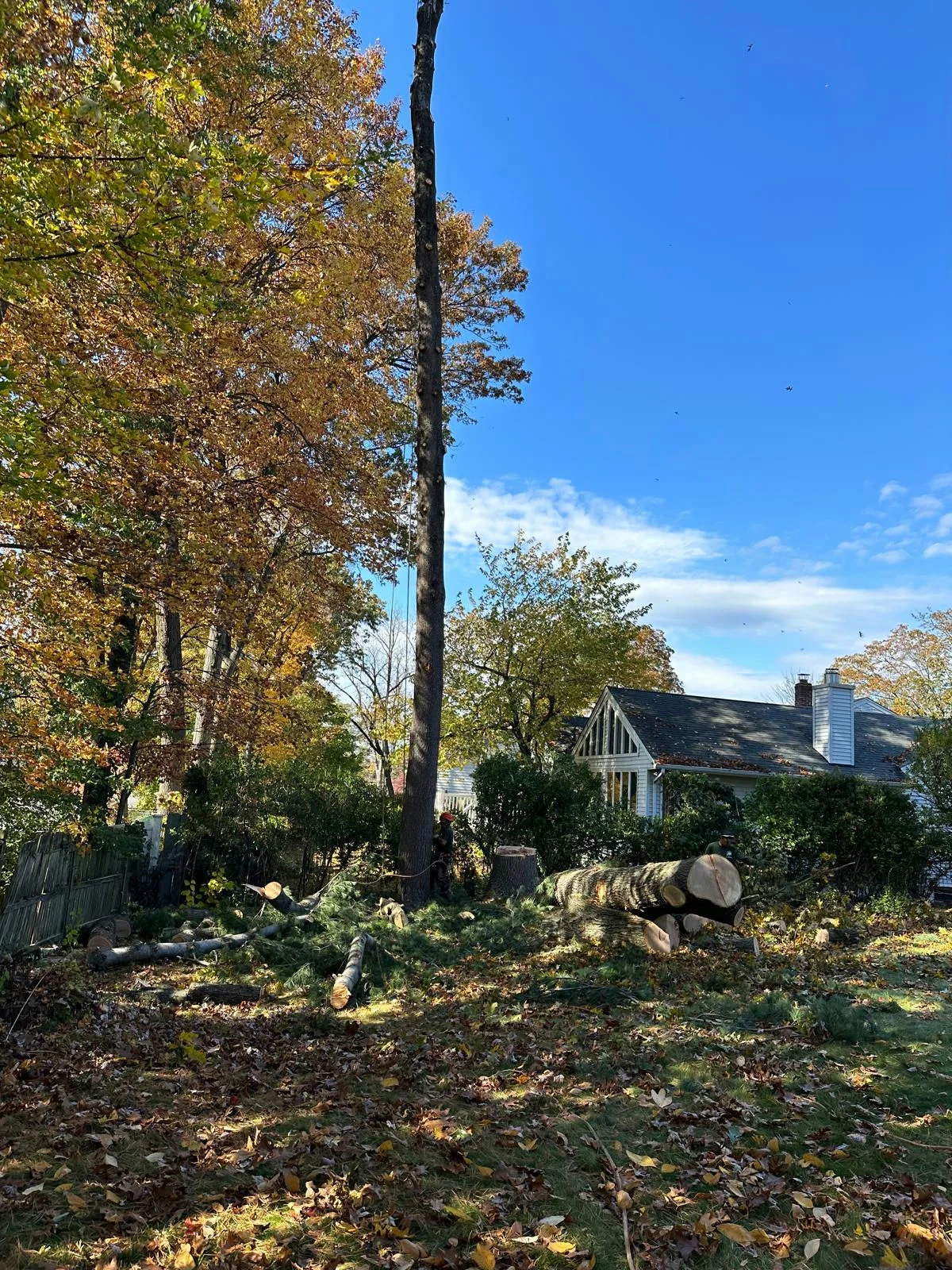 Tree Trimming Project